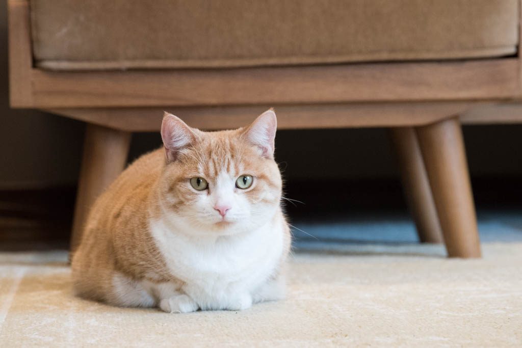 はじめての猫の飼い方・しつけ方 - ねことぼく